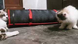 ANGRY KITTEN | KITTENS PLAYING TOGETHER | MOCA MOCHI MICO | ANAK KUCING | CUTE CAT | FUNNY KITTEN