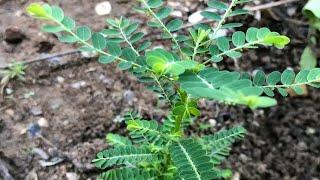 How to Cur£ Hepatitis B, Kidn£y Stones, S£xual weakness and typhoid with this plant.