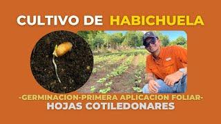 SIEMBRA y GERMINACIÓN DE SEMILLAS-Cultivo de Habichuela@ronidiaz01 - Mundo Agronómico