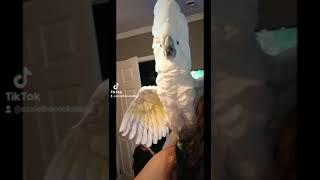 Ozzie the Cockatoo Shakes it x9!!!!#shorts