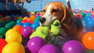 Funny Dogs Ball Pit Party Compilation : Beagle Dogs Louie & Marie