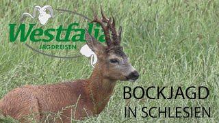 Roebuck hunt in Poland / Silesia during the rut
