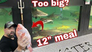 MONSTER FISH FEEDING!! DID THE ARAPAIMA SWALLOW A 12" TILAPIA WHOLE