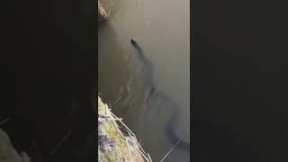  OMG.!! see what is in the water... Subscribe for more videos..