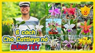  6 Điều lưu ý cho cattleya nở đúng Tết