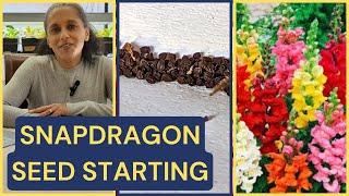 Planting Snapdragon Seeds 