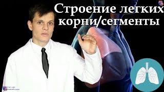 Анатомия легких, их корней и сегментов - meduniver.com