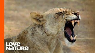 Hollywood Lion Pride Fights Off Nomad Males | Love Nature