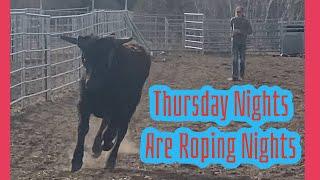 Fresh herd of roping steers... let’s break em’ in booooooys!