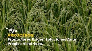 Arroceros: Productores Exigen Soluciones Ante Precios Históricos - TvAgro por Juan Gonzalo Angel