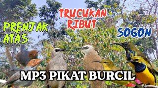 Mp3 pikat burcil ribut, prenjak atas, trucukan & sogon