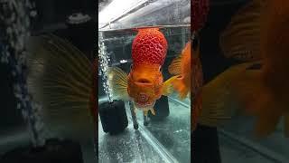 Beautiful Rare Flowerhorn Cichlids at Aquashella