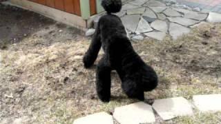 Standard Poodle Running like a Race Horse