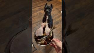 My Dogs Raw Diet | Cane Corso #shorts #canecorso #rawfed #asmr