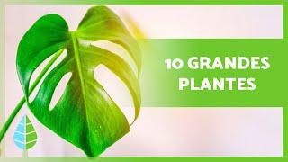 10 GRANDES PLANTES D'INTÉRIEUR  (Noms et Soins)