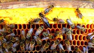Как найти (плодную и не плодную) МАТКУ? Тихое и спокойное пчеловодство, пасека для удовольствия.