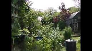 Permaculture Garden in Ireland