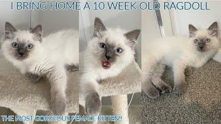 BRINGING OUR BLUE POINT RAGDOLL KITTEN HOME!
