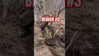 Spring Beaver Trapping: That Location Was Unexpected #trapping #beaver