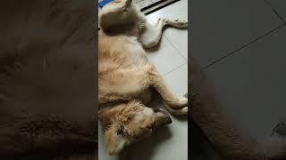 https://youtube.com/shorts/Sk287K9RLoY?feature=share
