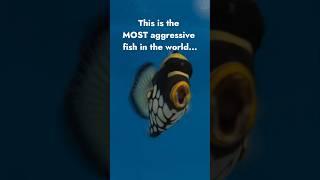 World's Most Aggressive Fish!