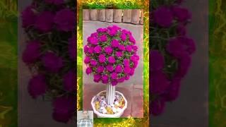 HOME GARDEN IDEA PLANTS_FLOWERS LOVE #bottlegarden #plants #shorts #seedsplants33 #garden #gardening