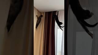 Наше обычное утро  Придется снимать шторы? #cat #кот #котики #кошки #kitten #прикол #котик #кошка