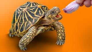 Garden State Tortoise Reveals Secret Turtle & Tortoise Species!