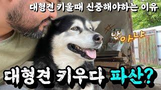 대형견 키우면 안되는 이유! 시골살이 경험담 ㅠ