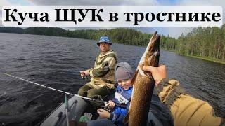 МНОГО ЩУК в тростнике! СЛОМАЛИ ПОДСАК! Нашли щучьи места и наловили кучу рыбы на спиннинг!