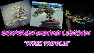 Inspirasi bonsai legundi || "vitex trifolia"