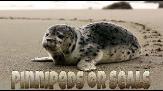 Pinnipeds