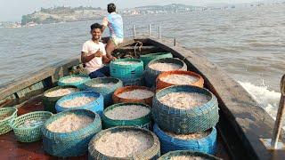 जवळा मासेमारीचा पहिला दिवस.pawns fishing. mumbai indian fishing 