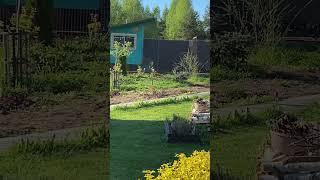 Утро в деревне! Соловьи поют!/ 18.05.24