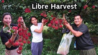 Libreng Harvest ng Rambutan at Pitas all you can | ORRIENTAL MINDORO VLOG