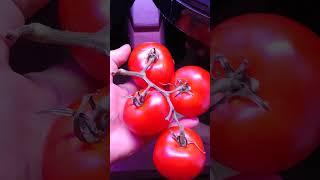 Свои собственные помидоры на гидропоники без света
