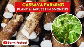 Cassava Farming in Ghana. (Cost, challenges, market and Profit)