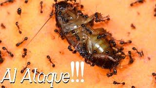 Colonia de Hormigas atacando cucaracha viva!!! Solenopsis en acción 