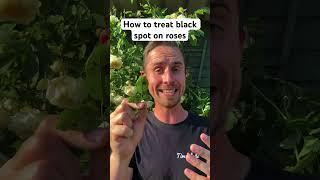 How to treat black spot on roses #rose #roses #davidaustinroses #rosecare #rosecaretips #gardening