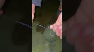 Pasang 20 pancing lele diirigasi sarang ikan lele #279 #KOOKIKO