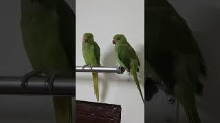 ##myparrots #mitthu #parrotslover #cute #parrottalking