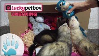 Luckypetbox Unboxing mit meinen Frettchen | Sazus Fellnasen