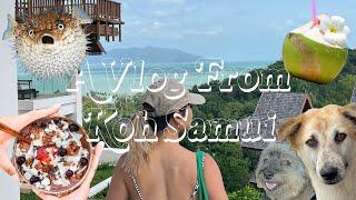 KOH SAMUI VLOG  | beachside dining, petting cute dogs, week in paradise