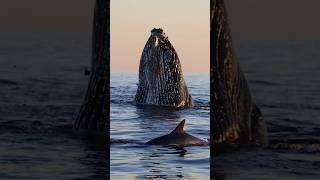 Whales, dolphins, and birds living the circle of life! #lionking #nature