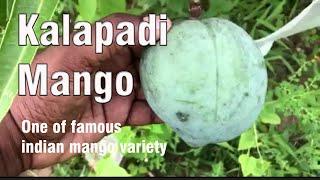 Kalapadi - Mango Variety Review