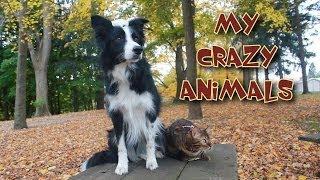 I Love My Crazy Animals!