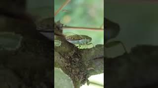 Giant cicadas | cicadas sound in the wild