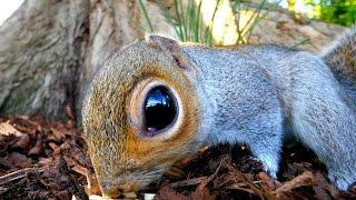 Panasonic GH4 + Panasonic 7-14mm f4 lens. Squirrel Wide Angle Macro Test. Very cute!