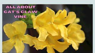 Cat’s claw flowering creeper - Grow this vine for tons of blooms in summers & monsoon