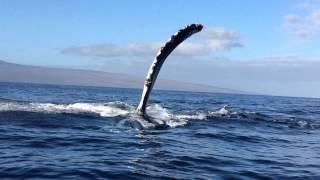 Whale Crashes into Drifting Boat
